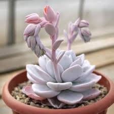 White Echeveria Cante Seeds for Planting – Garden Favorite, Heirloom, Non-GMO Organic Garden Seeds