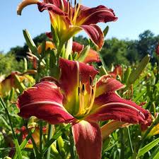 Daylily Flower Seeds for Planting – Heirloom, Non-GMO, Pollinator Friendly Garden Seeds