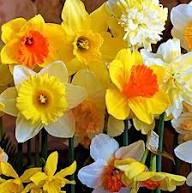 Light Yellow Narcissus Flower Seeds for Planting | Heirloom Non-GMO High Germination Organic Garden Seeds
