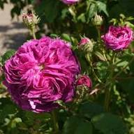 Charles de Mills Flower Seeds for Planting – Heirloom, Non-GMO, High Germination Organic Garden Seeds