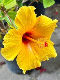 Yellow Hibiscus Flower Seeds – Heirloom & Non-GMO, Low Maintenance Home Garden Blooms