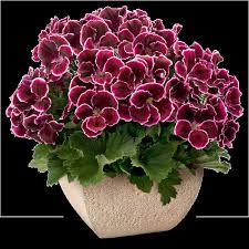 Geranium Flower Seeds for Planting | Heirloom Non-GMO Organic Garden Seeds, Shade Tolerant, High Germination