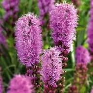 Purple Liatris Spicata Flower Seeds for Planting – Heirloom, Non-GMO, High Germination Organic Garden Seeds