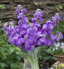 Blue Gilly Flower Seeds for Planting – Drought Tolerant, Heirloom, Non-GMO, High Germination, Organic Garden Seeds