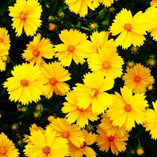 Coreopsis lanceolata Flower Seeds 