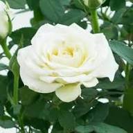 White and Brown Rose Flower Seeds for Planting – Heirloom, Non-GMO, High Germination Organic Garden Seeds