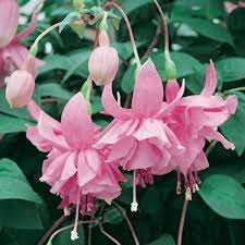 Pink Fuchsia Flower Seeds for Planting – Vibrant Colors, Heirloom Non-GMO High Germination Organic Garden Seeds