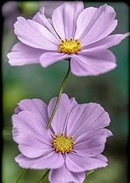 Heirloom Cosmos Peppermint Twist Flower Seeds for Planting – Premium Quality, Non-GMO, High Germination Organic Garden Seeds