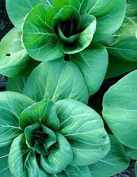 Green Shanghai flower seeds for planting - Heirloom & Non-GMO Garden Seeds