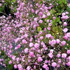 Pink Gypsophila Flower Seeds for Planting - Premium Quality, Heirloom & GMO Free Seeds for Home Garden Non-GMO