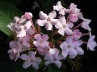 Luculia Gratissima Flower Seeds for Planting – Heirloom, Non-GMO, Drought-Tolerant, High Germination