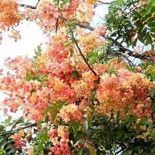 Yellow Pink Marginata Flower Seeds for Planting – Heirloom, Non-GMO, High Germination Organic Garden Seeds