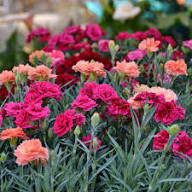 Carnation Flower Seeds for Planting – Heirloom Non-GMO High Germination Organic Garden Seeds