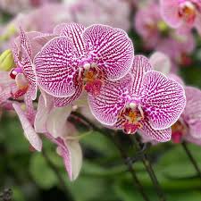 Slipper Orchid Flower seeds for Planting – Sun Loving, Heirloom & GMO Free Seeds, High Germination