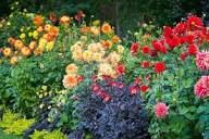 Heirloom Dahlias Flower Seeds – Non-GMO, High Germination Organic Garden Seeds