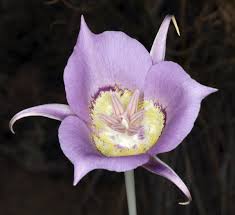 Calochortus Macrocarpus Flower Seeds for Planting – Heirloom, Non-GMO, High Germination