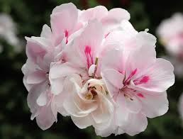 Pink White Pelargonium Peltatum Flower Seeds for Planting | Heirloom Non-GMO High Germination Organic Garden Seeds