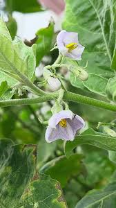 Lavender Eggplant Flower Seeds for Planting | Heirloom Non-GMO High Germination Organic Garden Seeds