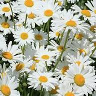 Leucanthemum Flower Seeds for Planting – Heirloom, Non-GMO, High Germination Organic Garden Seeds