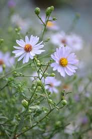 White Prairie Aster Flower Seeds for Planting – Heirloom Non-GMO, High Germination Organic Garden Seeds