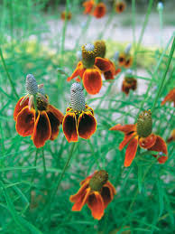 Ratibida Flower Seeds – Heirloom Non-GMO Organic Garden Seeds for Planting – Long Bloom Season &amp; High Germination