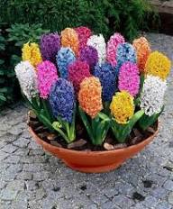 Hyacinthus Orientalis Flower Seeds for Planting – Heirloom Non-GMO Wildflower Mix Organic Garden Seeds