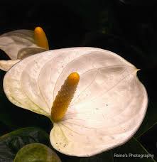 Cream Anthurium Flower Seeds for Planting – Heirloom, Non-GMO, High Germination Organic Garden Seeds
