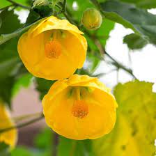 Abutilon Striatum Flower Seeds for Planting – Heirloom, Non-GMO, High Germination Organic Garden Seeds