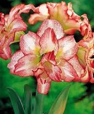White Orange Amaryllis Flower Seeds for Planting – Heirloom, Non-GMO, High Germination Organic Garden Seeds