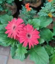 Gerbera Flower Seeds for Planting – Heirloom Non-GMO High Germination Organic Garden Seeds