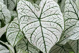 Caladium Bicolor White Mix Flower Seeds for Planting – Heirloom, Non-GMO, High Germination Organic Garden Seeds