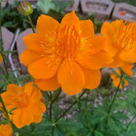 Trollius Flower Seeds for Planting - Heirloom, Non-GMO, High Germination Organic Garden Seeds