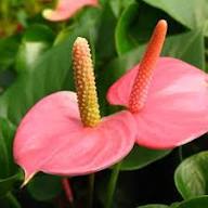 Mix Anthurium Flower Seeds for Planting Heirloom Non-GMO High Germination Organic Garden Seeds