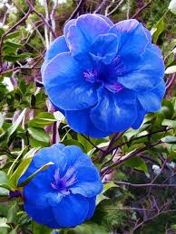 Camellia Blue Flower Seeds for Planting – Heirloom, Non-GMO, High Germination Organic Garden Seeds for Drought-Tolerant Blooms