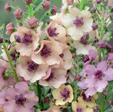 Cream Verbascum Flower Seeds for Planting | Heirloom Non-GMO High Germination Organic Garden Seeds