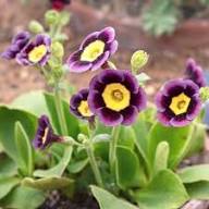 Lavender Primula Flower Seeds for Planting – Heirloom, Non-GMO, High Germination Organic Garden Seeds