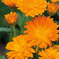 Red Calendula Flower Seeds for Planting – Heirloom Non-GMO High Germination Organic Garden Seeds