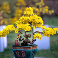 Yellow Perennial Bonsai Flower Seeds for Planting – Heirloom, Non-GMO, High Germination Organic Garden Seeds