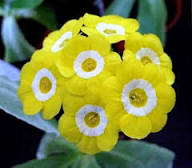 Yellow Primula Auricula Flower Seeds for Planting | Heirloom Non-GMO High Germination Organic Garden Seeds