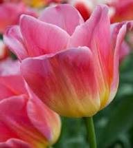 Yellow Pink Tulip Flower Seeds for Planting – Heirloom, Non-GMO, High Germination Organic Seeds