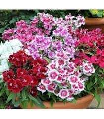 Heirloom Dianthus Flower Seeds – Non-GMO, High Germination Organic Garden Seeds