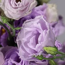 Lavender Eustoma (Lisianthus) Flower Seeds for Planting – Heirloom Non-GMO High Germination Organic Garden Seeds