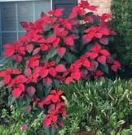 Mixed Poinsettia Flower Seeds for Planting | Garden Favorite Heirloom Non-GMO Organic Garden Seeds