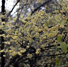 Green Chimonanthus Praecox Plant Seeds for Planting – Heirloom & Non-GMO Winter-Blooming Garden Seeds
