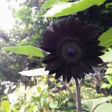 Black Giant Sunflower Seeds for Planting – Heirloom, Non-GMO, Fragrant, High Germination Organic Garden Seeds