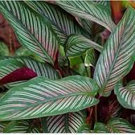 Mixed Calathea Flower Seeds for Planting – Heirloom, Non-GMO, Drought Tolerant, High Germination Seeds