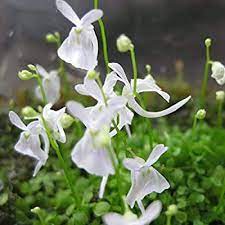 Flower Seeds, Seeds,Seeds For Planting,Plant Seeds