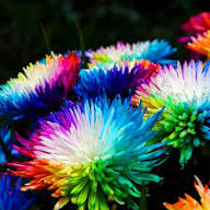 Chrysanthemum Rainbow Flower Seeds for Planting | Heirloom Non-GMO High Germination Organic Garden Seeds