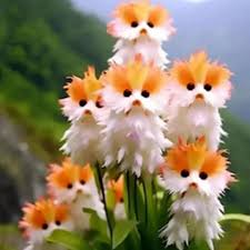 Amazing Plants! Cat&