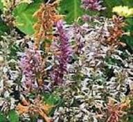 Agastache Flower Seeds for Planting – Heirloom, Non-GMO, Compact Growth, High Germination Organic Garden Seeds